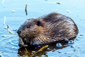 Do Beavers Hate the Sound of Running Water, or Do They Just Prefer Their Coffee Black?