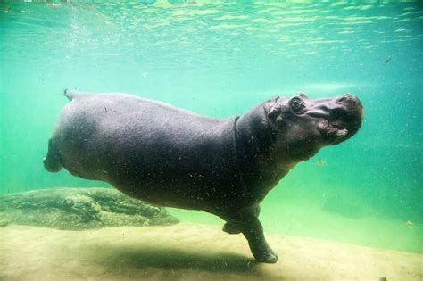 How Fast Does a Hippo Swim? And Why Do They Look So Graceful Doing It?