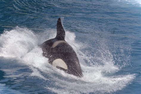 How Fast Does a Killer Whale Swim, and Could It Outpace a Submarine in a Race?