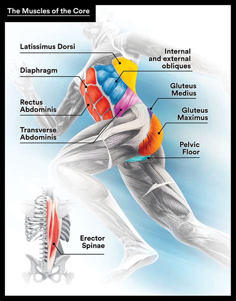 What Muscles Do Running Work: A Symphony of Motion and Madness